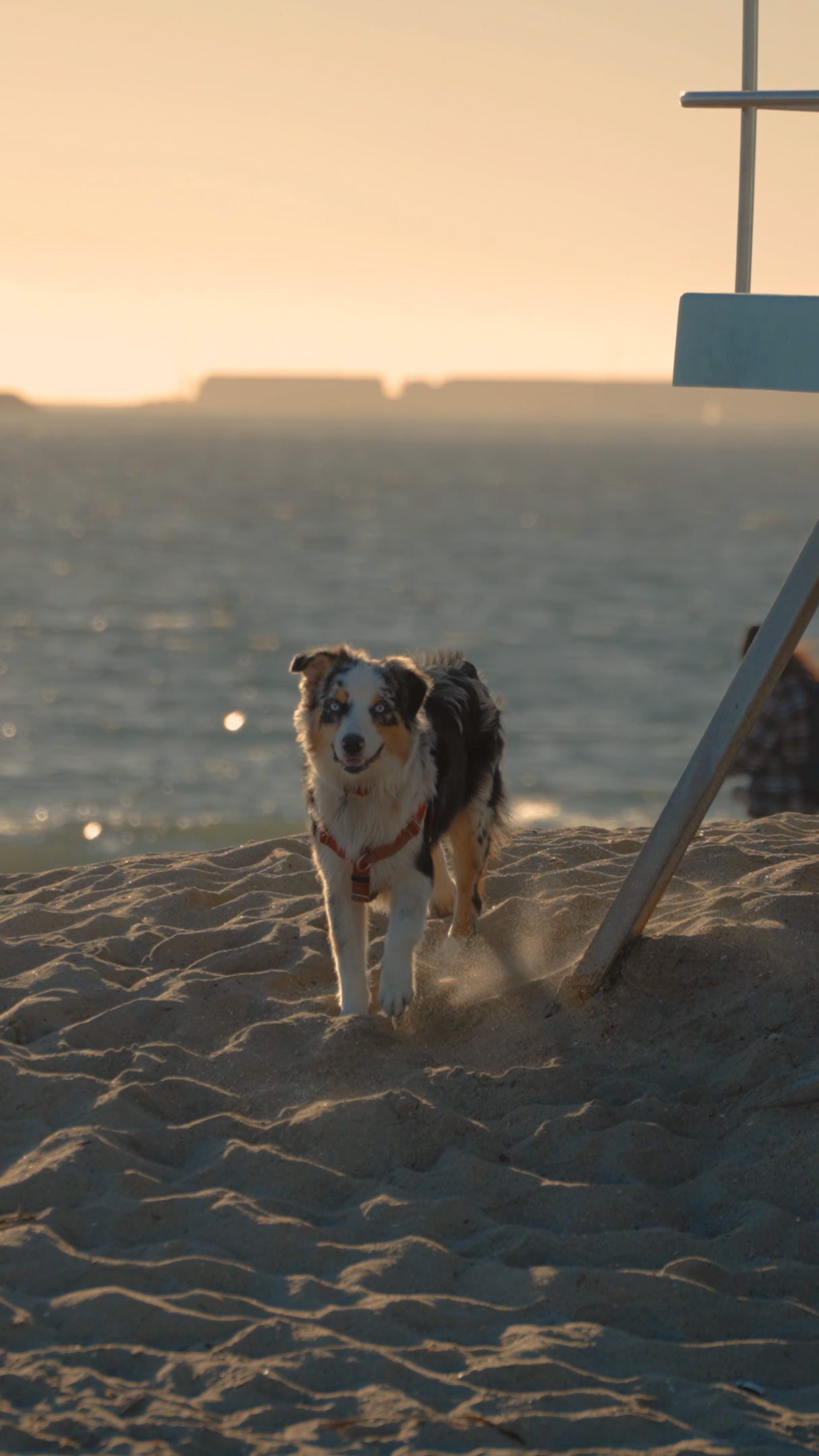Went to go to a Dog Beach today to test out some settings on my new camera. Filming In SLOG3 Is something I usually dont do but since this camera films in 10bit 422 color might as well start... Its pretty difficult. #slog3 #sony #a7siii